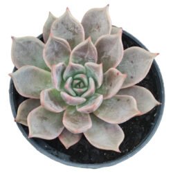 Suculenta Echeveria Serengeti