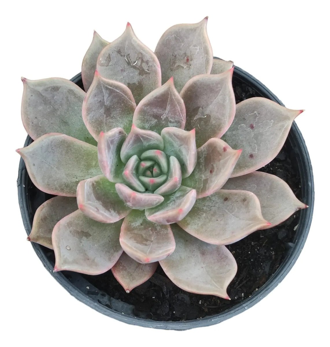 Suculenta Echeveria Serengeti
