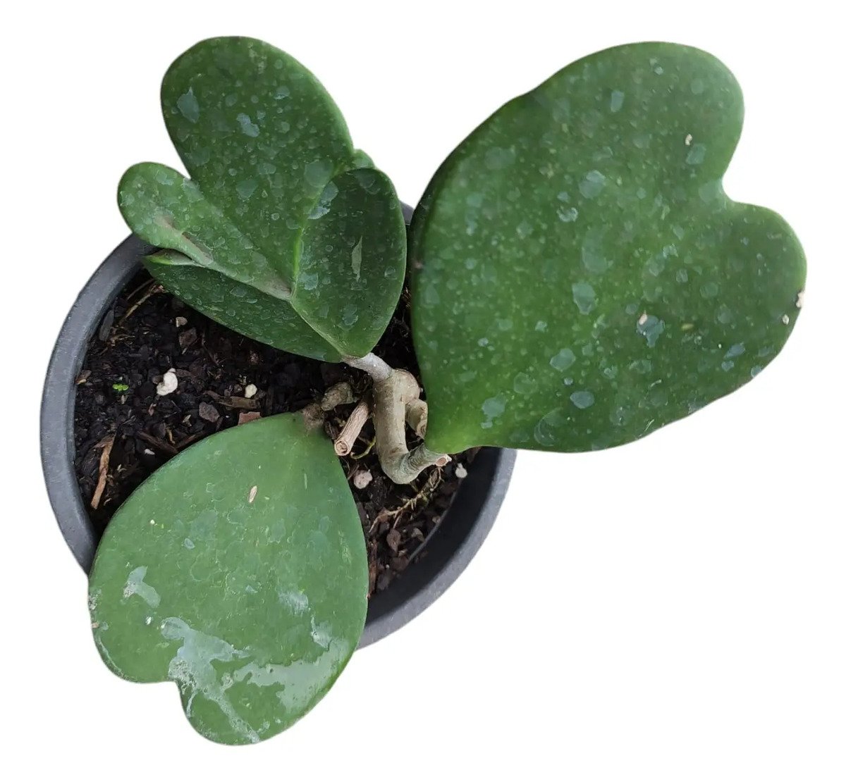 Hoya Kerrii (coração) Cuia 13 Flor De Cera - Imagem 3