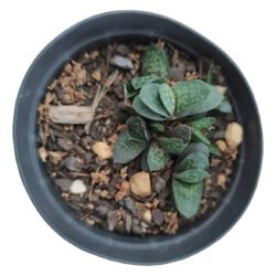 Gasteria Mini Rainbow