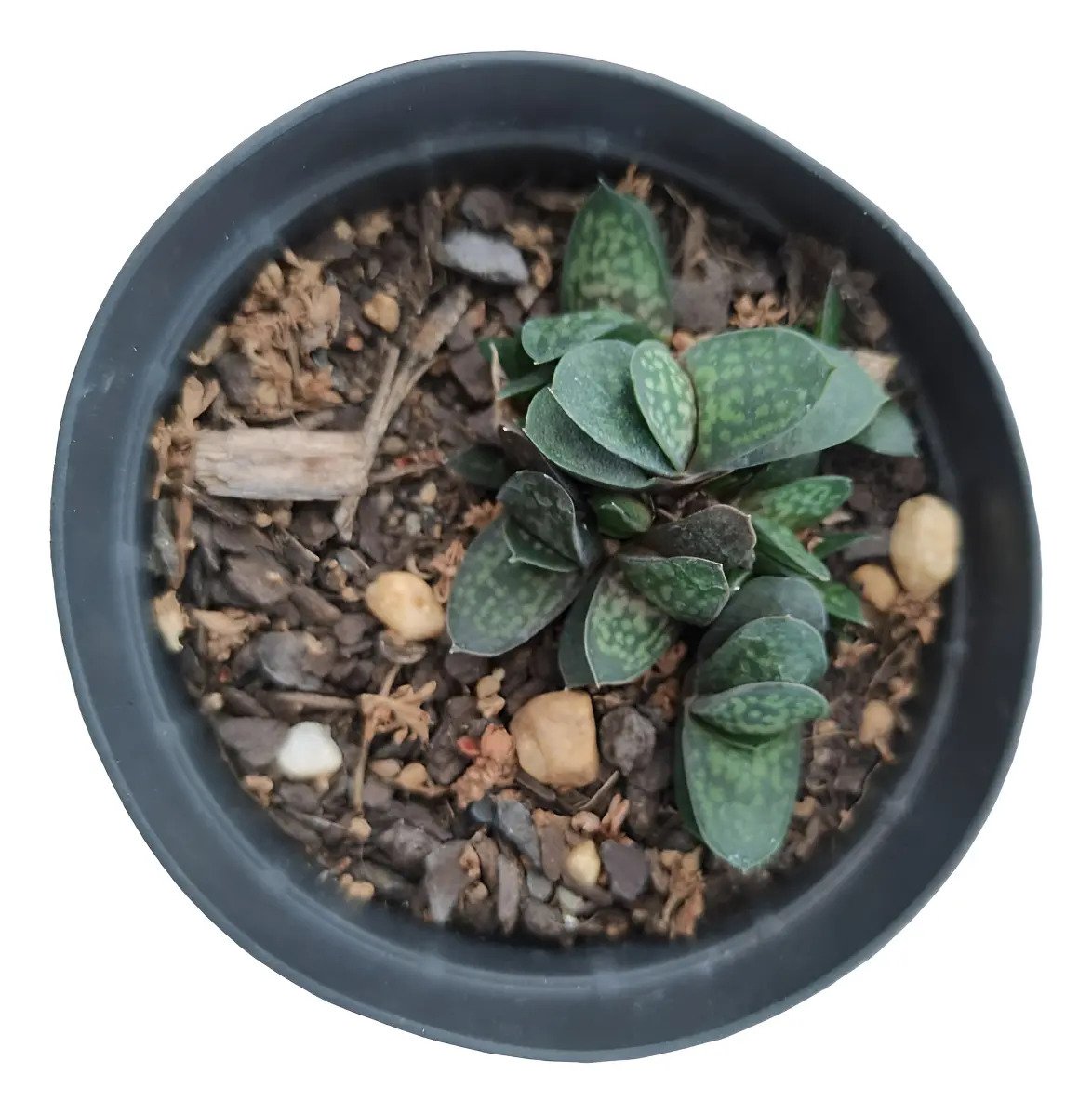 Gasteria Mini Rainbow