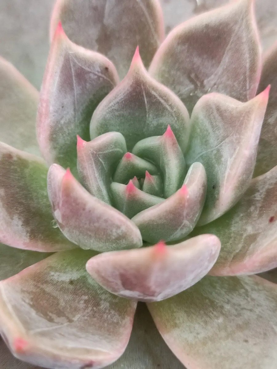 Suculenta Echeveria Serengeti - Imagem 2