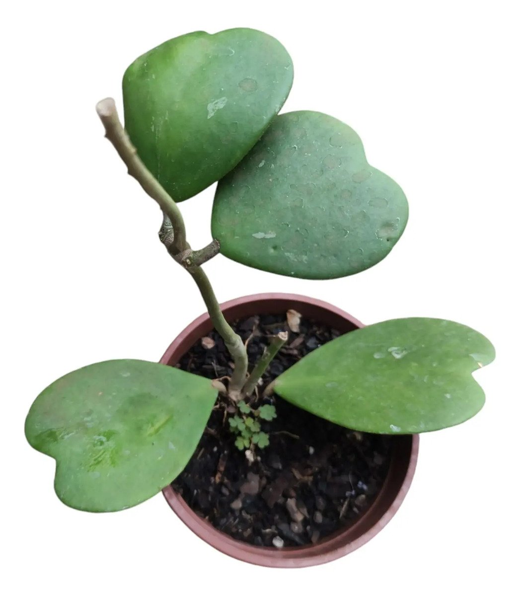 Hoya Kerrii (coração) Cuia 13 Flor De Cera - Imagem 4