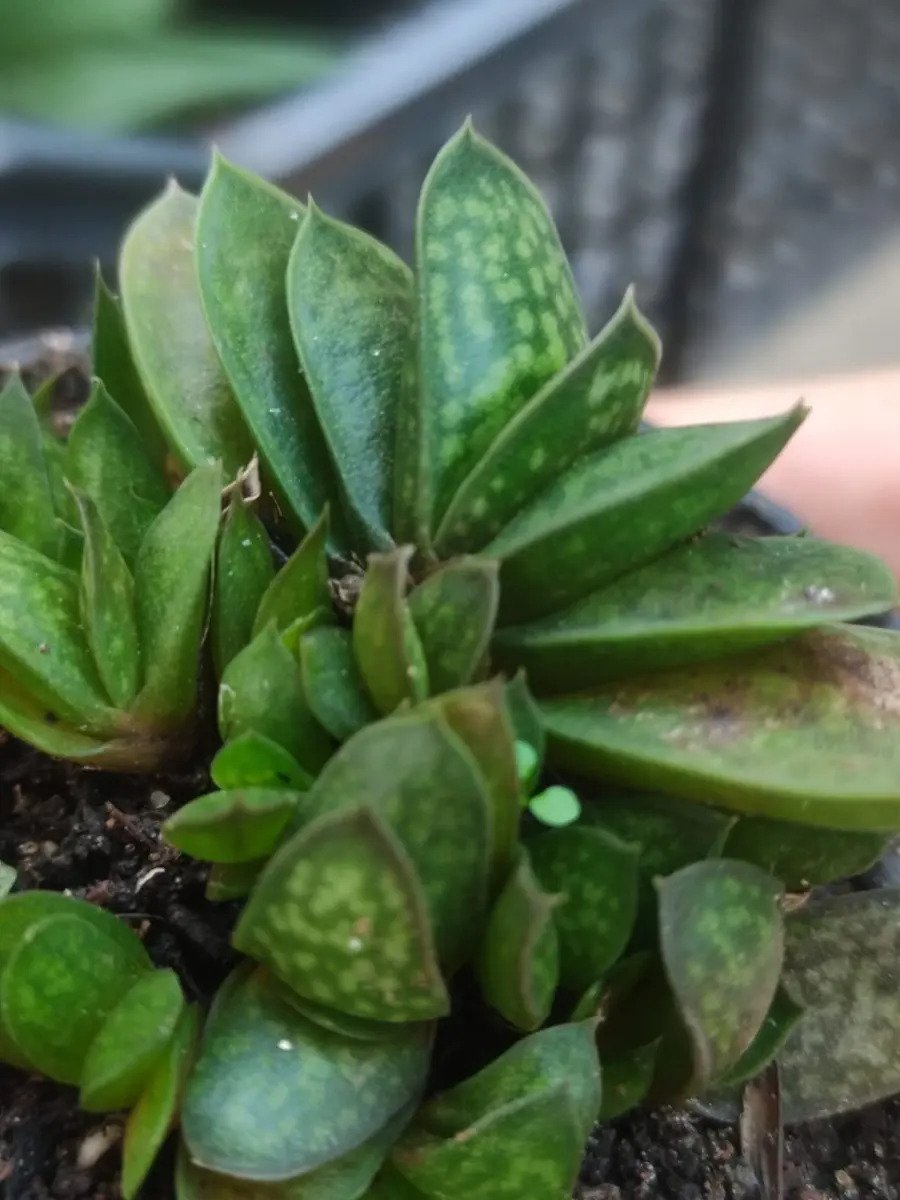 Gasteria Mini Rainbow - Imagem 2