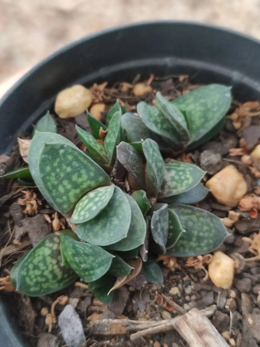Gasteria Mini Rainbow - Imagem 3