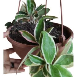 Hoya Krimson Variegata