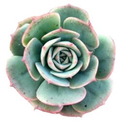 Suculenta Echeveria Glória