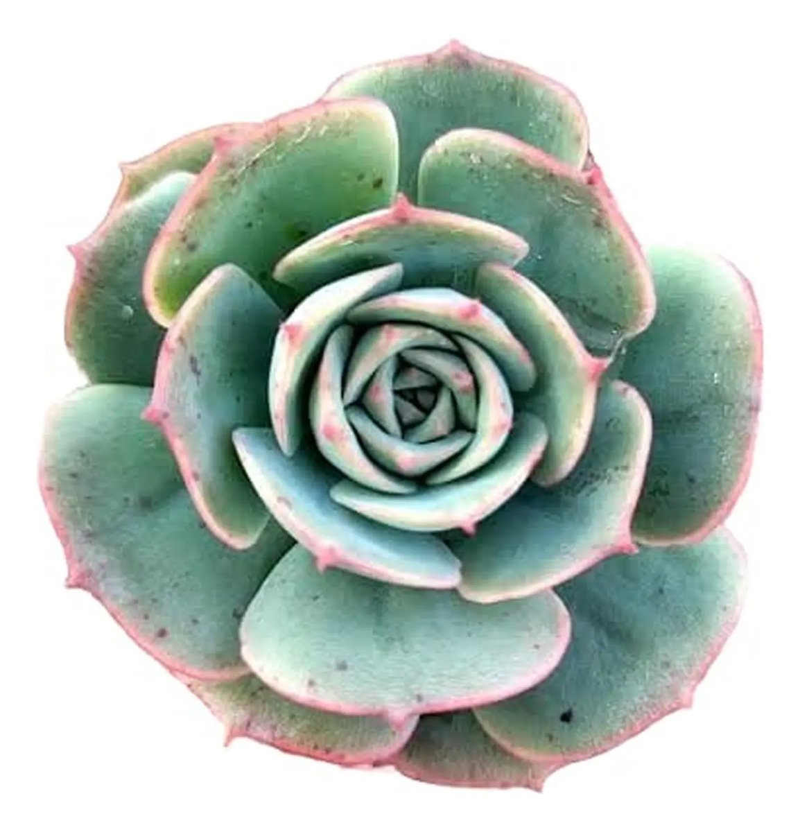 Suculenta Echeveria Glória