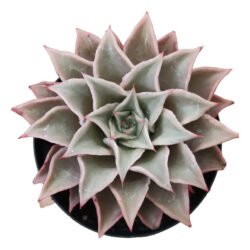 Planta Suculenta Echeveria Madiba