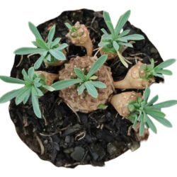 Suculenta Euforbia Japonica