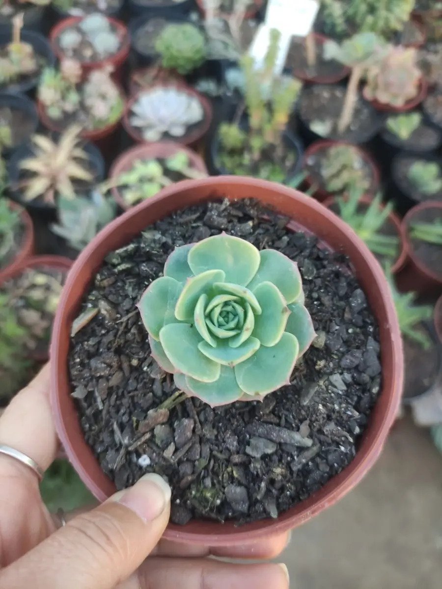 Suculenta Echeveria Glória - Imagem 2