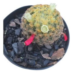 Cacto Mammillaria Carmenae