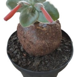Sinningia Leucotricha (rainha Do Abismo)