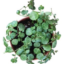 Peperomia Prostata (colar De Tartaruga)