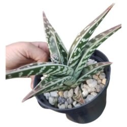 Suculenta Aloe Variegata