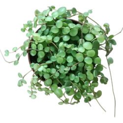 Peperomia Rotundifolia (erva-de-vidro Ou Colar De Lentilha)