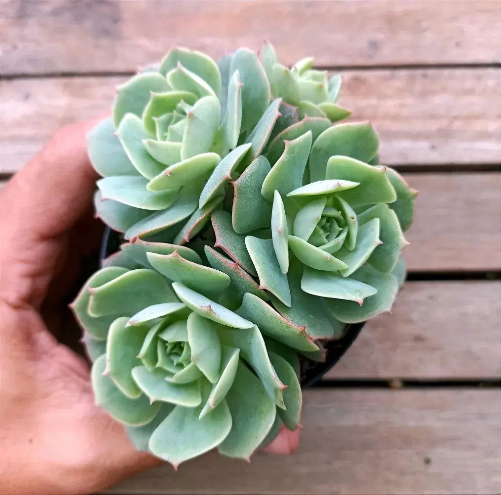 Suculenta Echeveria Glória - Imagem 3