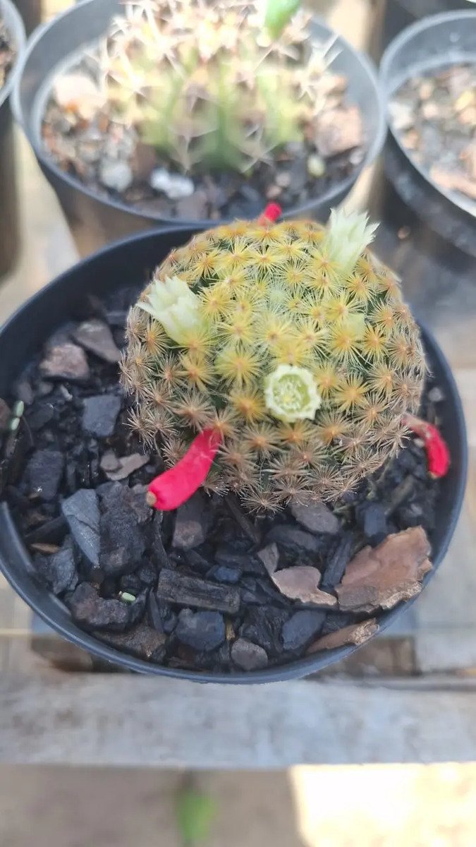 Cacto Mammillaria Carmenae - Imagem 2