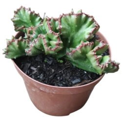 Euphorbia Lactea Cristata (coleção)