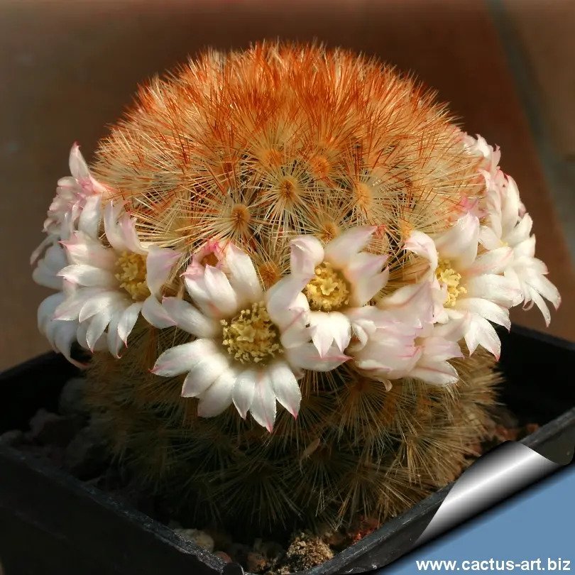Cacto Mammillaria Carmenae - Imagem 3