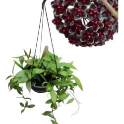 Hoya Pubicalix Red Button (flor Negra)