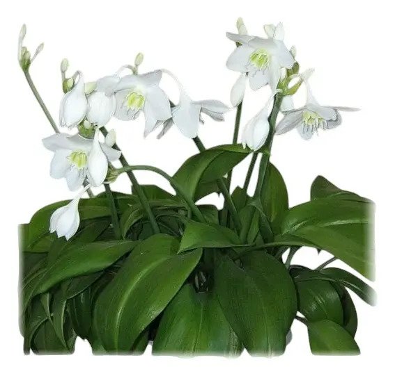 Planta Eucharis Grandiflora - Lírio Do Amazonas