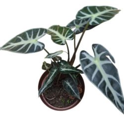 Planta Alocasia Amazônica Piccolini
