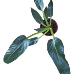 Filodendro Melinonii Planta De Folhagem Única Para Decoração