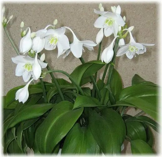 Planta Eucharis Grandiflora - Lírio Do Amazonas - Imagem 2