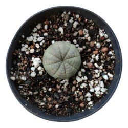Planta Euphorbia Obesa (coleção)