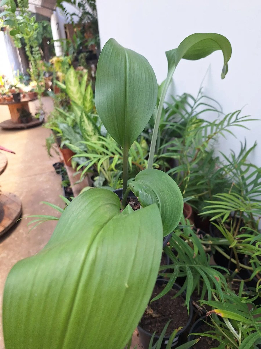 Planta Eucharis Grandiflora - Lírio Do Amazonas - Imagem 3