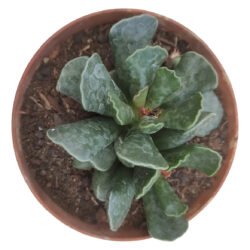Planta Suculenta Adromischus Cooperi Patinha De Tartaruga Branco
