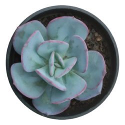 Suculenta Echeveria Gila Branco