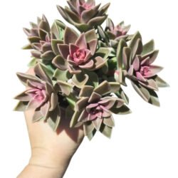 Planta Suculenta Sedum Ebracteatum Colônia Rosa-chiclete