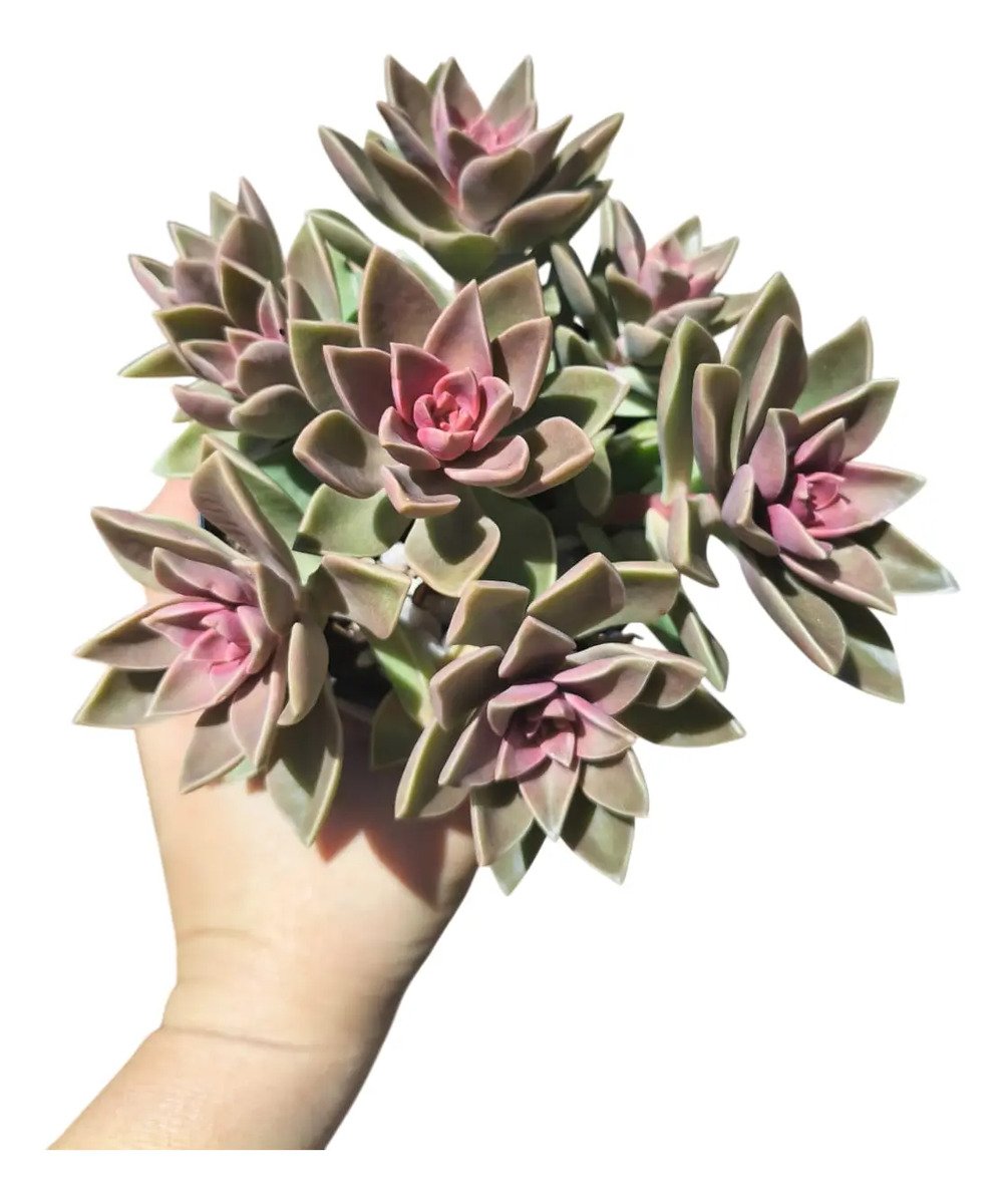 Planta Suculenta Sedum Ebracteatum Colônia Rosa-chiclete