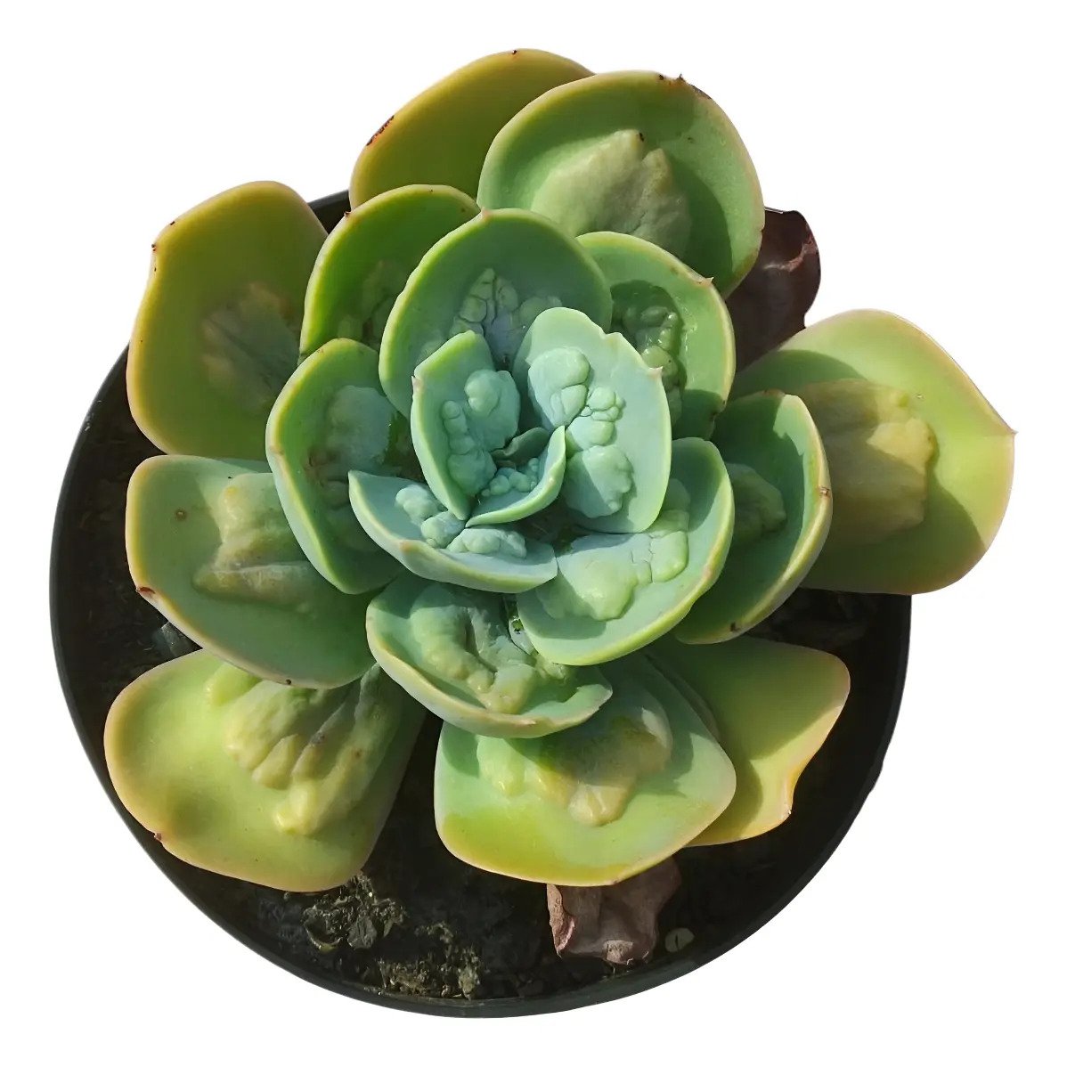 Planta Suculenta Gibbiflora Papageno Pote 14 Branco