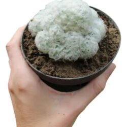 Cacto Mammillaria Plumosa (cacto Nuvem) Amarelo