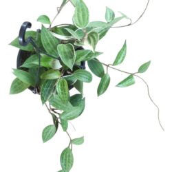 Hoya Macrophylla Albomarginata Variegata (flor De Cera) Rosa