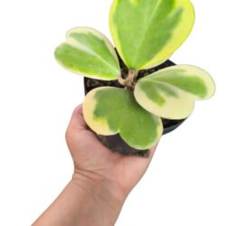 Hoya Kerrii (coração) Variegata Cuia 13  Flor De Cera Rosa