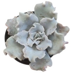 Planta Suculenta Crispate Beauty Branco