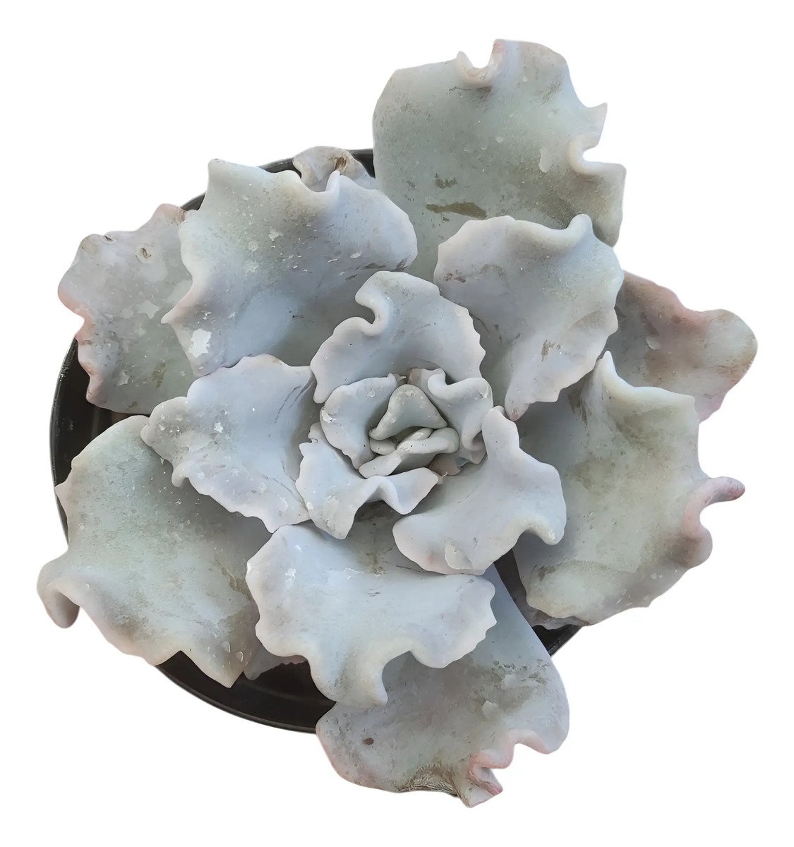 Planta Suculenta Crispate Beauty Branco
