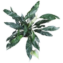 Lírio Da Paz Variegata Spathiphyllum Sensation Branco