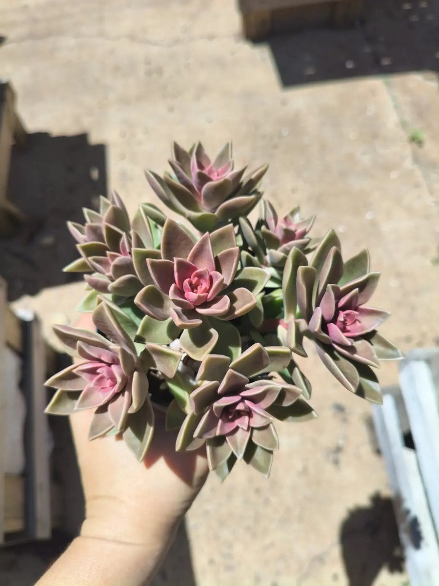 Planta Suculenta Sedum Ebracteatum Colônia Rosa-chiclete - Imagem 2