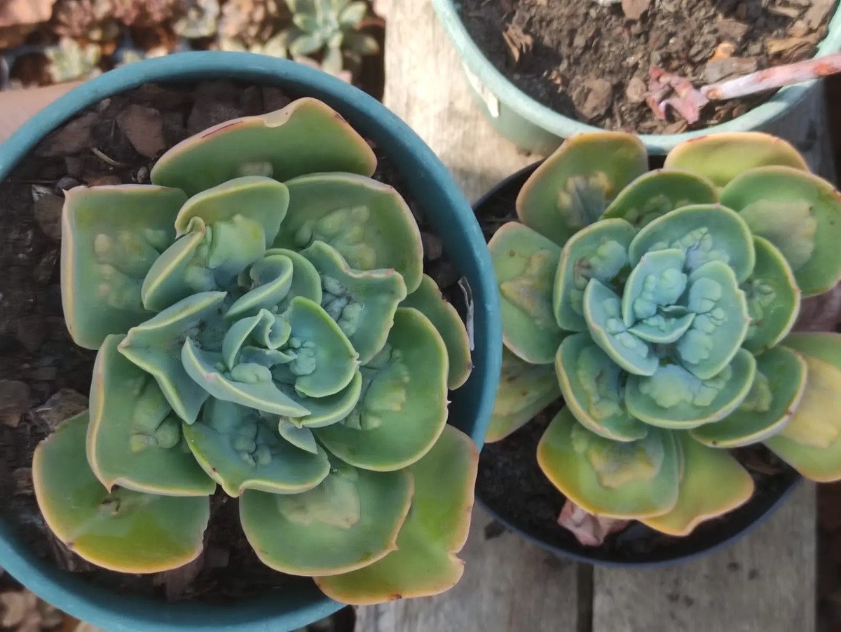 Planta Suculenta Gibbiflora Papageno Pote 14 Branco - Imagem 2