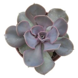 Planta Suculenta Echeveria Valkyrie Trumpet Rosa