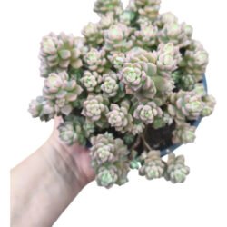 Planta Suculenta Querência Pote 11 Cheio Rosa-chiclete