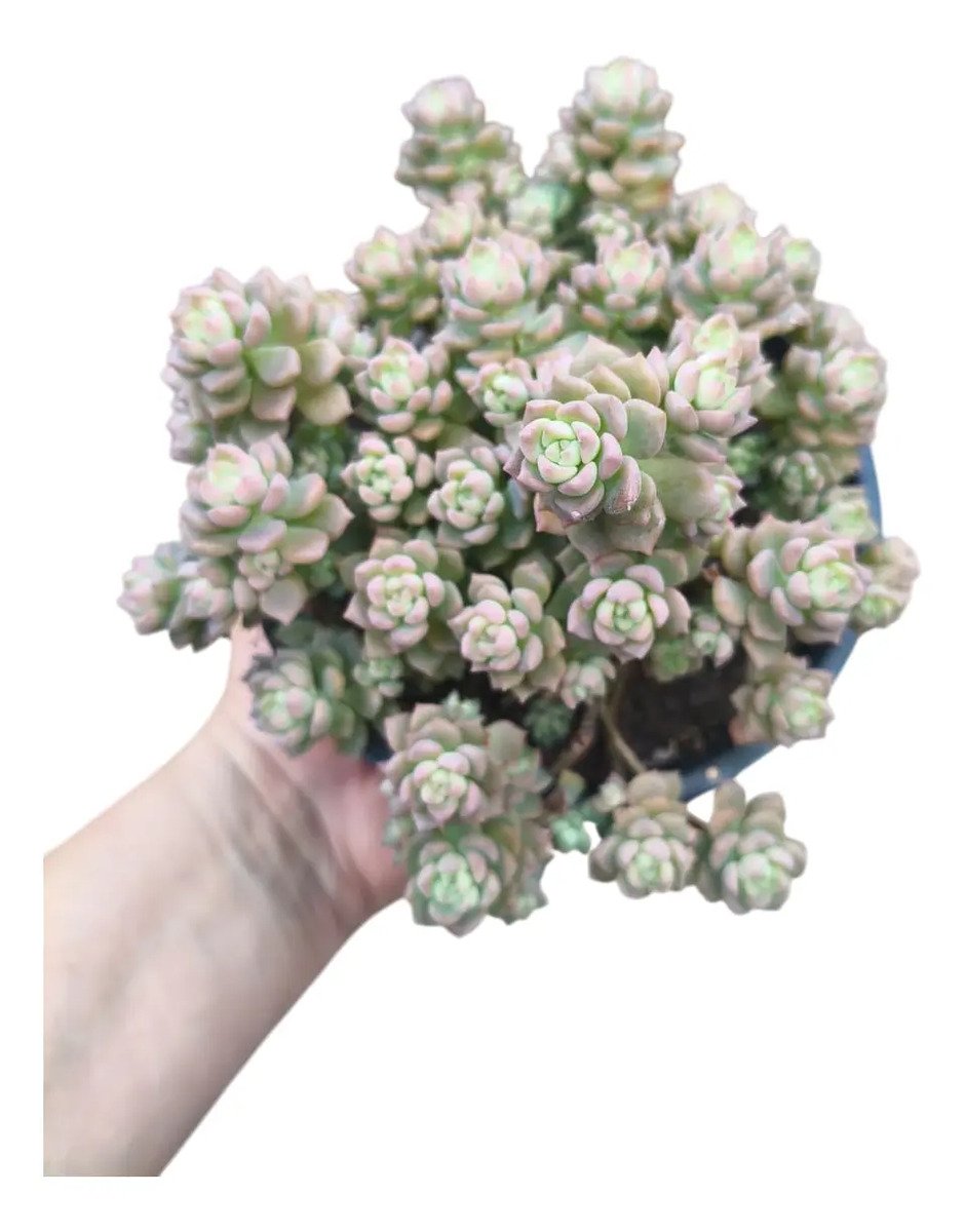 Planta Suculenta Querência Pote 11 Cheio Rosa-chiclete