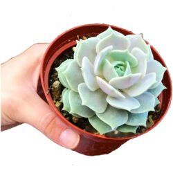 Suculenta Echeveria Lola