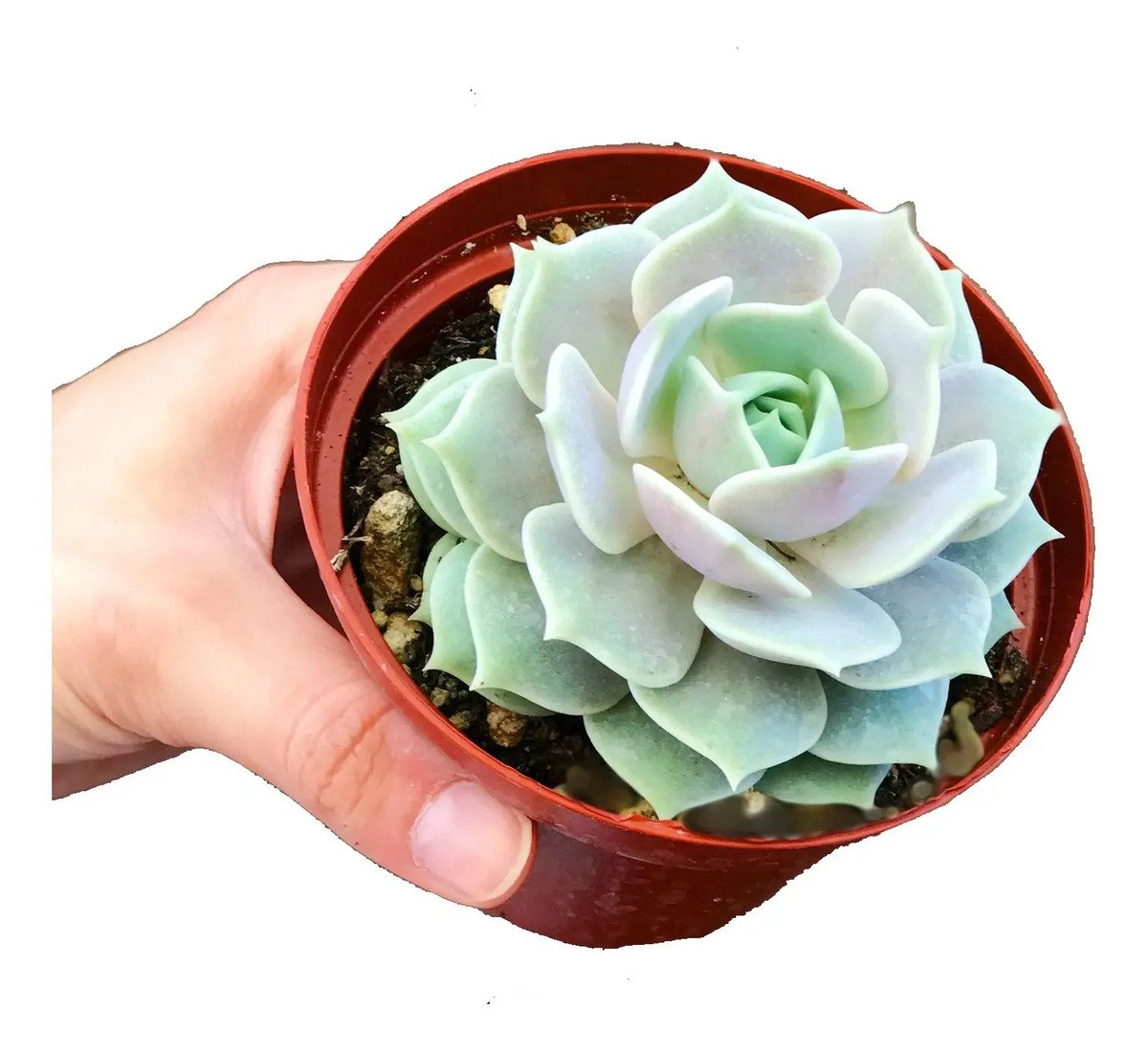 Suculenta Echeveria Lola