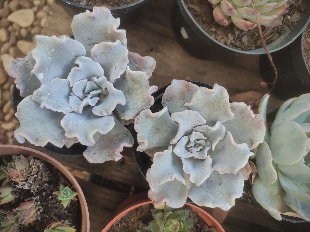 Planta Suculenta Crispate Beauty Branco - Imagem 2